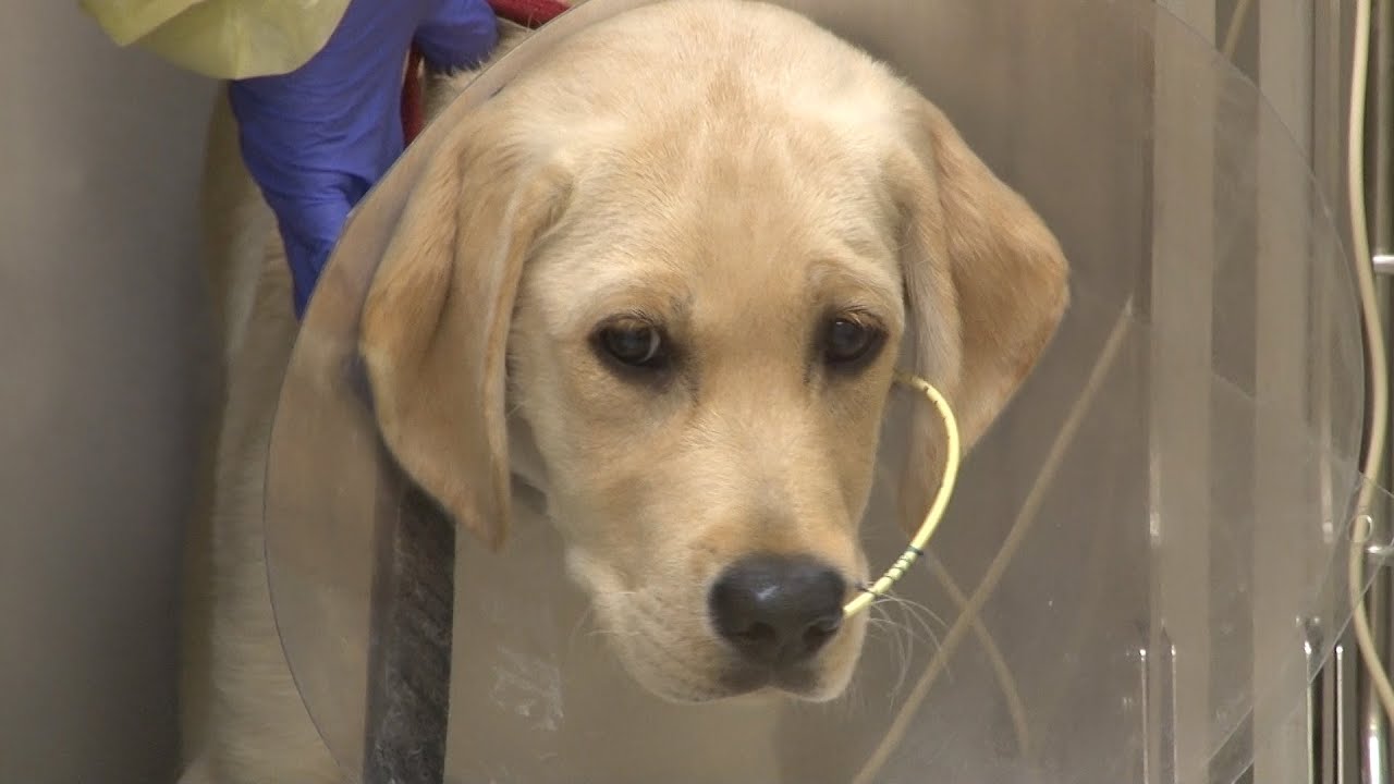 Canine Parvovirus