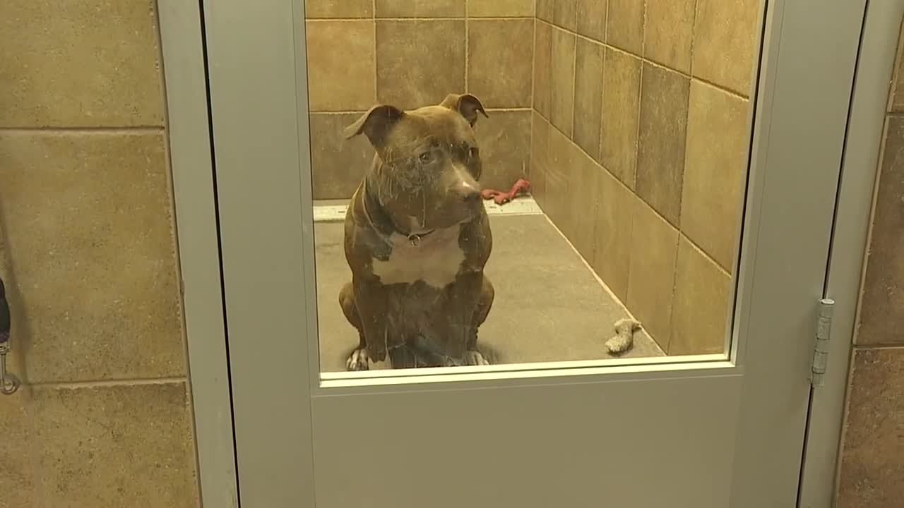 Henderson Animal Shelter running out of kennels, Las Vegas rescue steps in to help