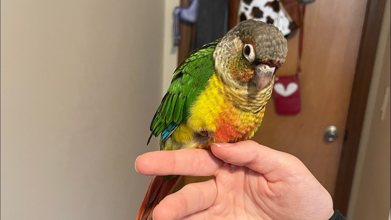 Day One with a Green Cheek Conure