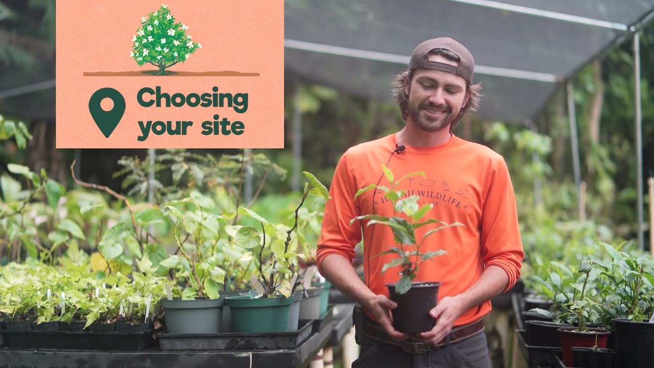 How to grow native Hawaiian hibiscuses