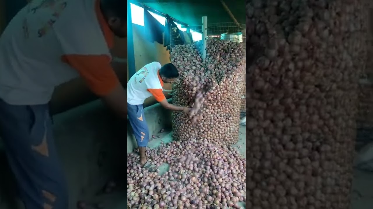 Onion Stock Idea