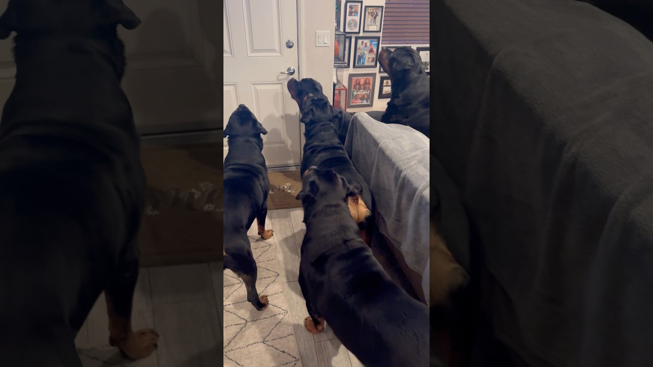 Рош открывает дверь и начинает двигаться в одиночку! 🐶🐶🐶🐶🐶🔥 #fyp #dog #influencer