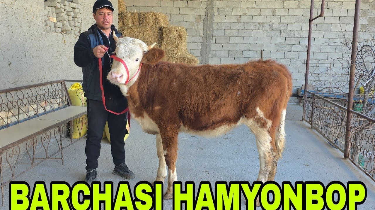 Hayot akada yangisi yosh g'unajinlar va bo‘g‘oz g'unajinlar 27-fevral, 2026