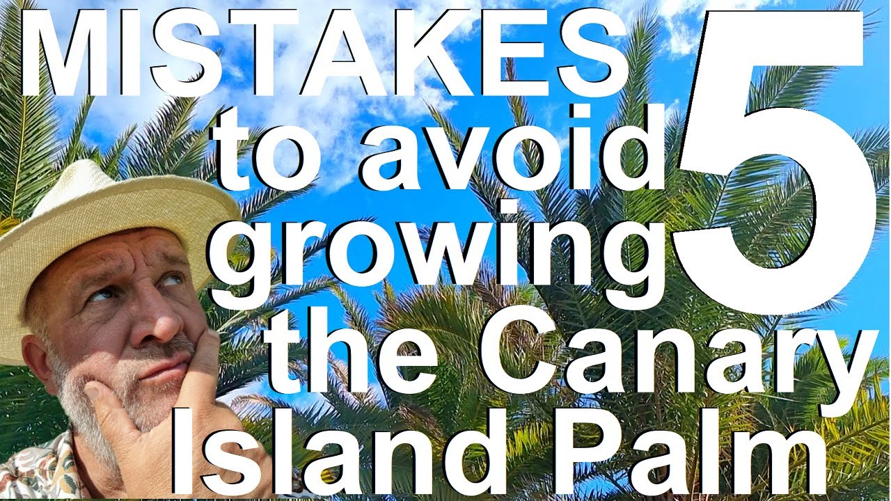 Five Mistakes to Avoid Growing and Planting the Canary Island Date Palm - Phoenix canariensis