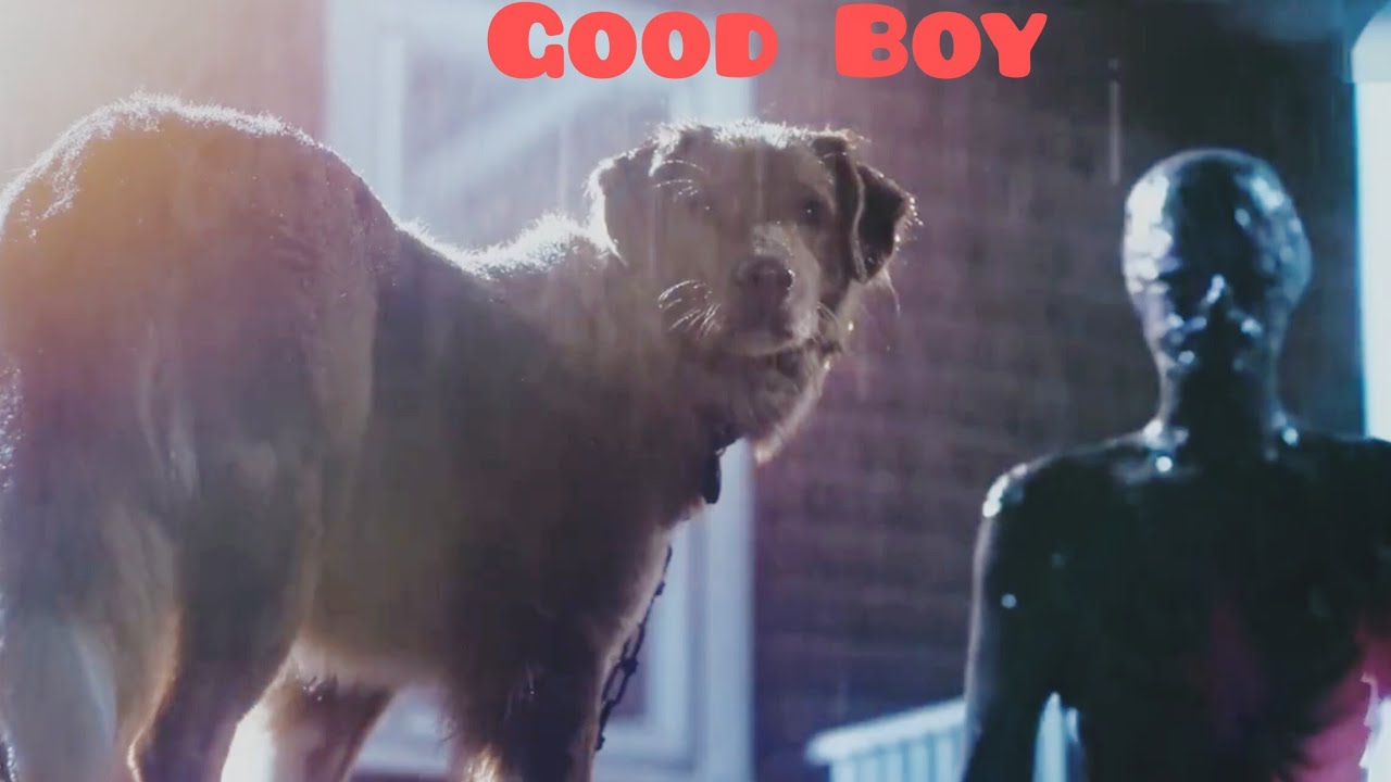 كلب مخلص بيعمل المستحيل علشان ينقذ صاحبه من مصيره