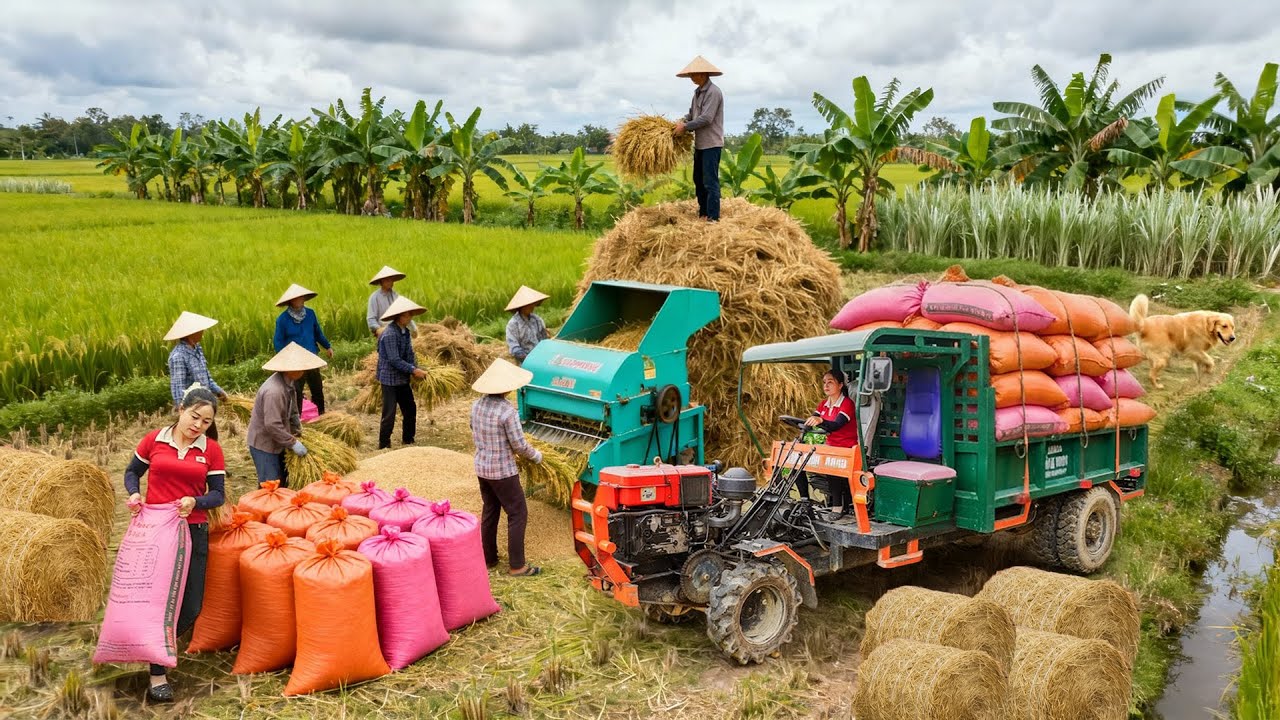 Truck Transport Rice Thresher | Rice Harvest Season | Buy B40 Iron Fence & Concrete Pillars