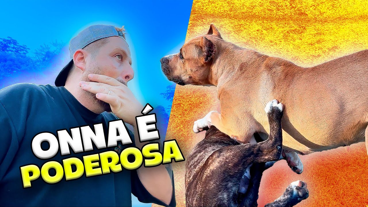 NÃO FAÇA ISSO COM SEU CÃO! Filhotes lindos indo pro MUNDO