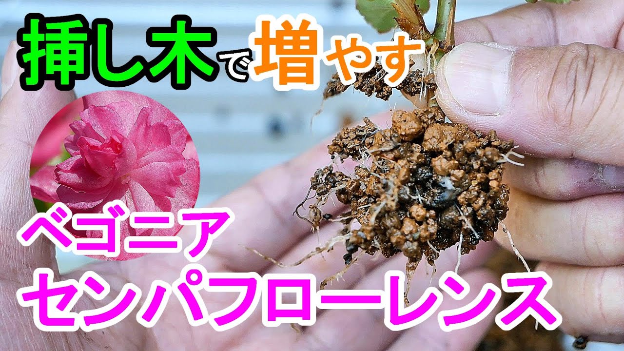 ベゴニアの挿し木　花を咲かせる挿し穂づくり