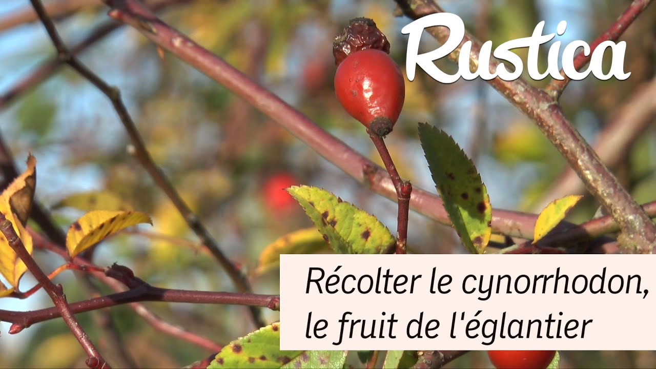 Récolter le cynorrhodon, le fruit de l'églantier