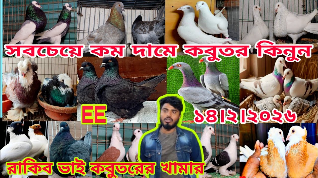 সবচেয়ে বড় কবুতরের খামার।। সবচেয়ে কম দামে কবুতর কিনুন।। রাকিব ভাই কবুতরের খামার
