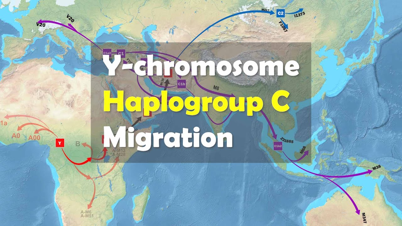 Каков маршрут миграции современных людей с гаплогруппой С Y-хромосомы?