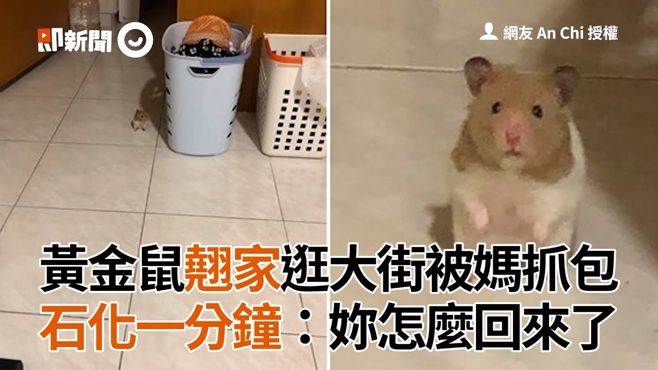黃金鼠翹家逛大街被媽抓包　石化一分鐘：妳怎麼回來了｜寵物動物｜倉鼠｜越獄｜精選影片