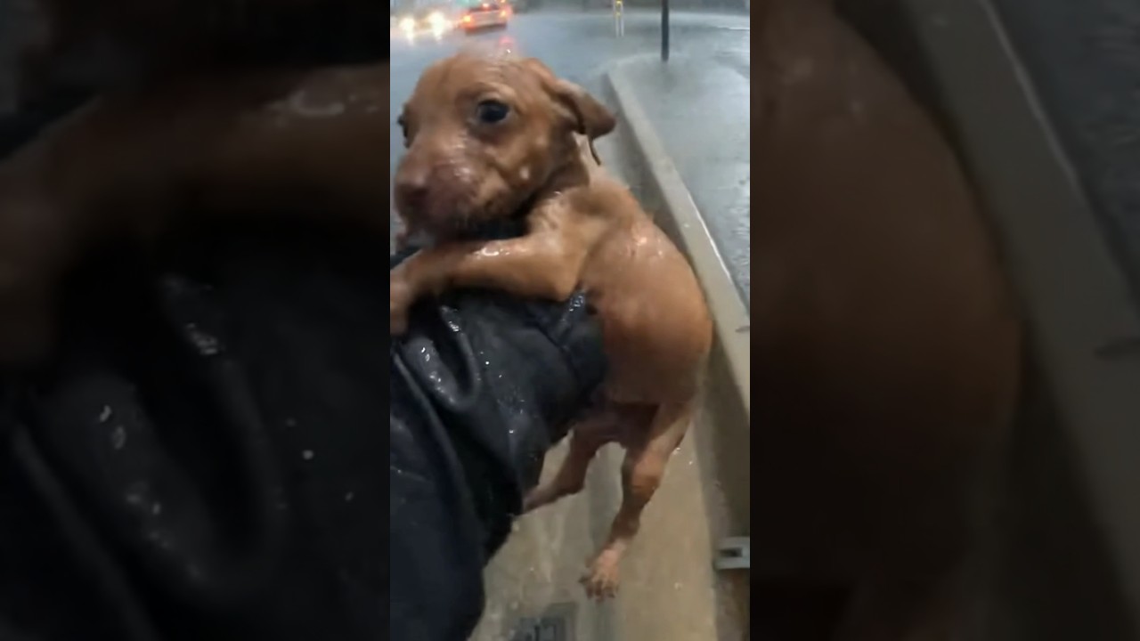 Puppy Pulled Alive From Flooded Drain 