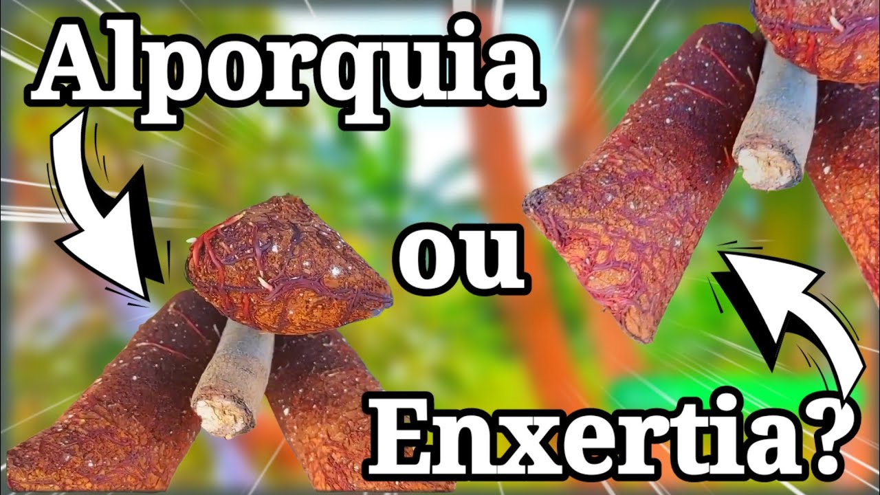 O QUE VOCÊ ACHA DESSE TÉCNICA? | É ALPORQUIA OU ENXERTIA?
