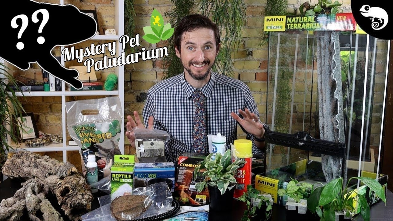 DIY WATERFALL PALUDARIUM For MYSTERY PET From Josh's Frogs!