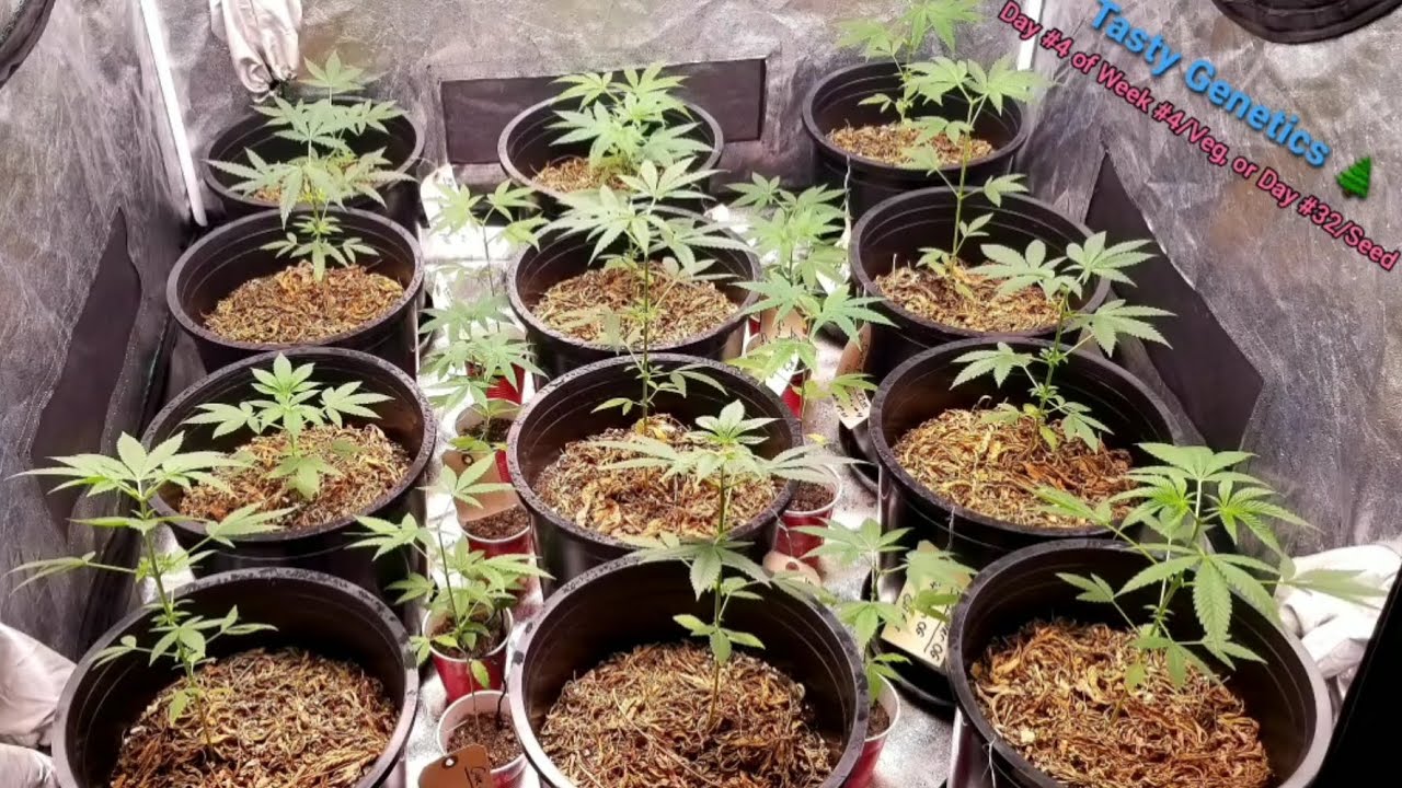 Tasty Genetics- Mid Veg 🌱
