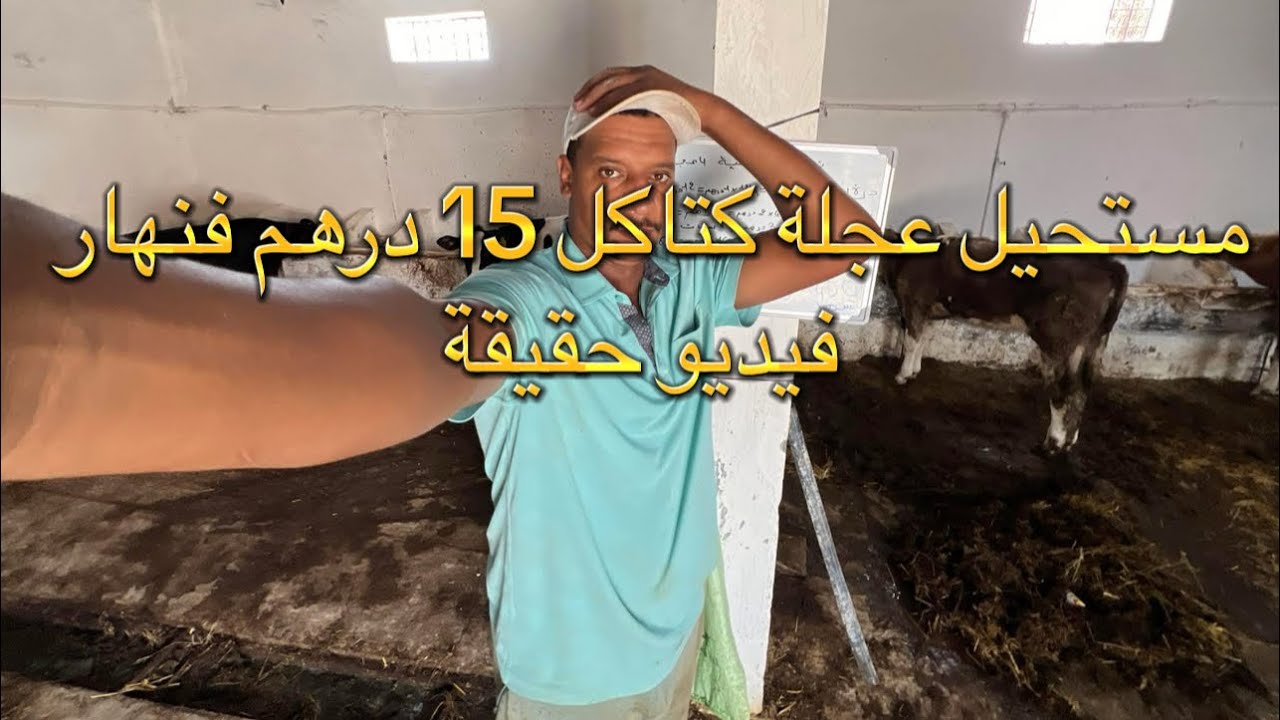 واش 15 درهم كافية لعجلة تأصيل فيديو حقيقة تاع علف اقتصادي مع كساب صلاح