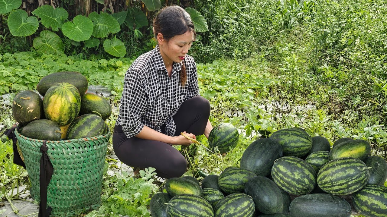 CEO leaves the city for the forest, picks watermelons to sell at the market