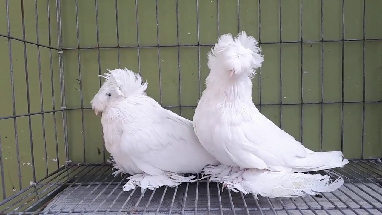 Bokhara Trumpeter Breeding Pigeon | Fancy Pigeon Breed | Fancy Pet