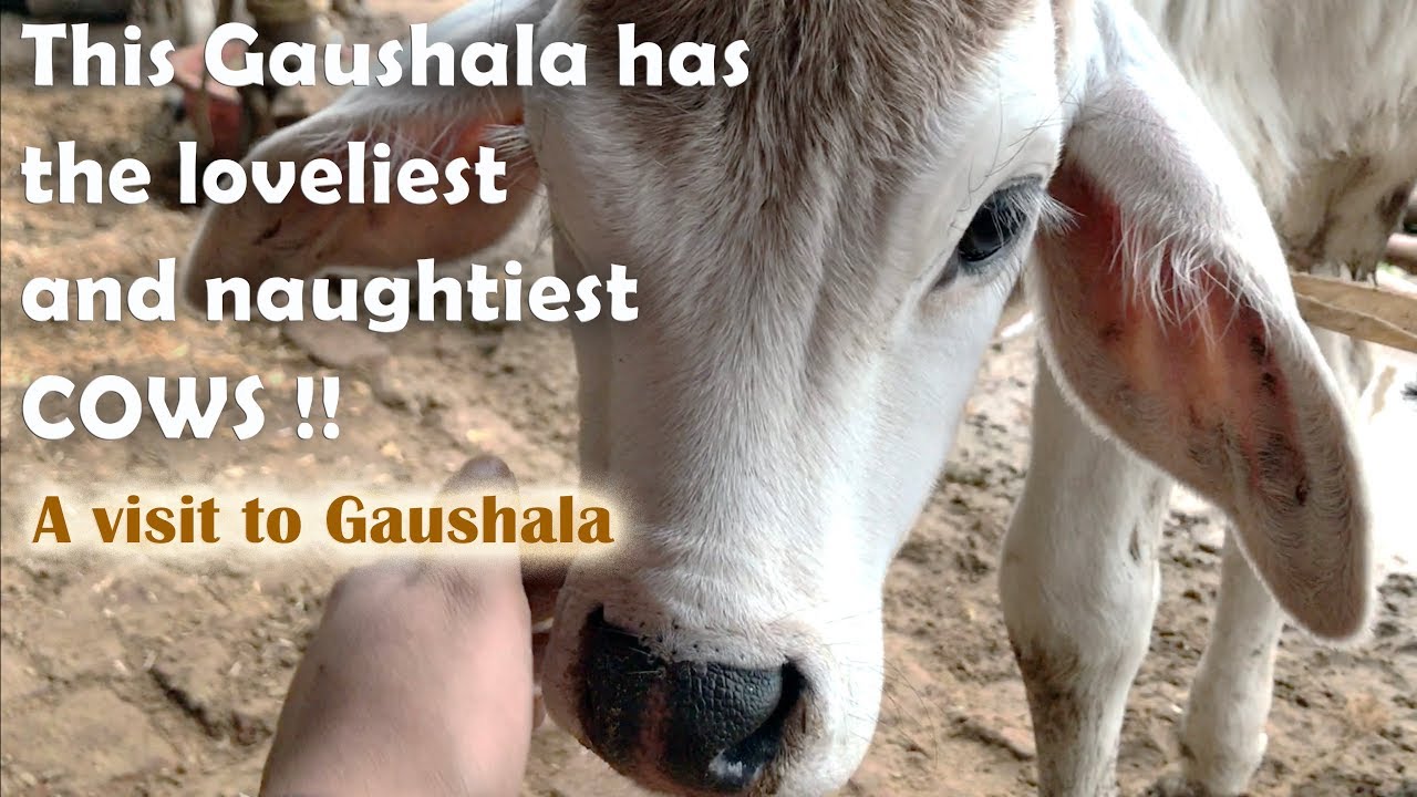 A Visit To Gaushala | Cow Milking | Indian Sacred Cow | Village Life