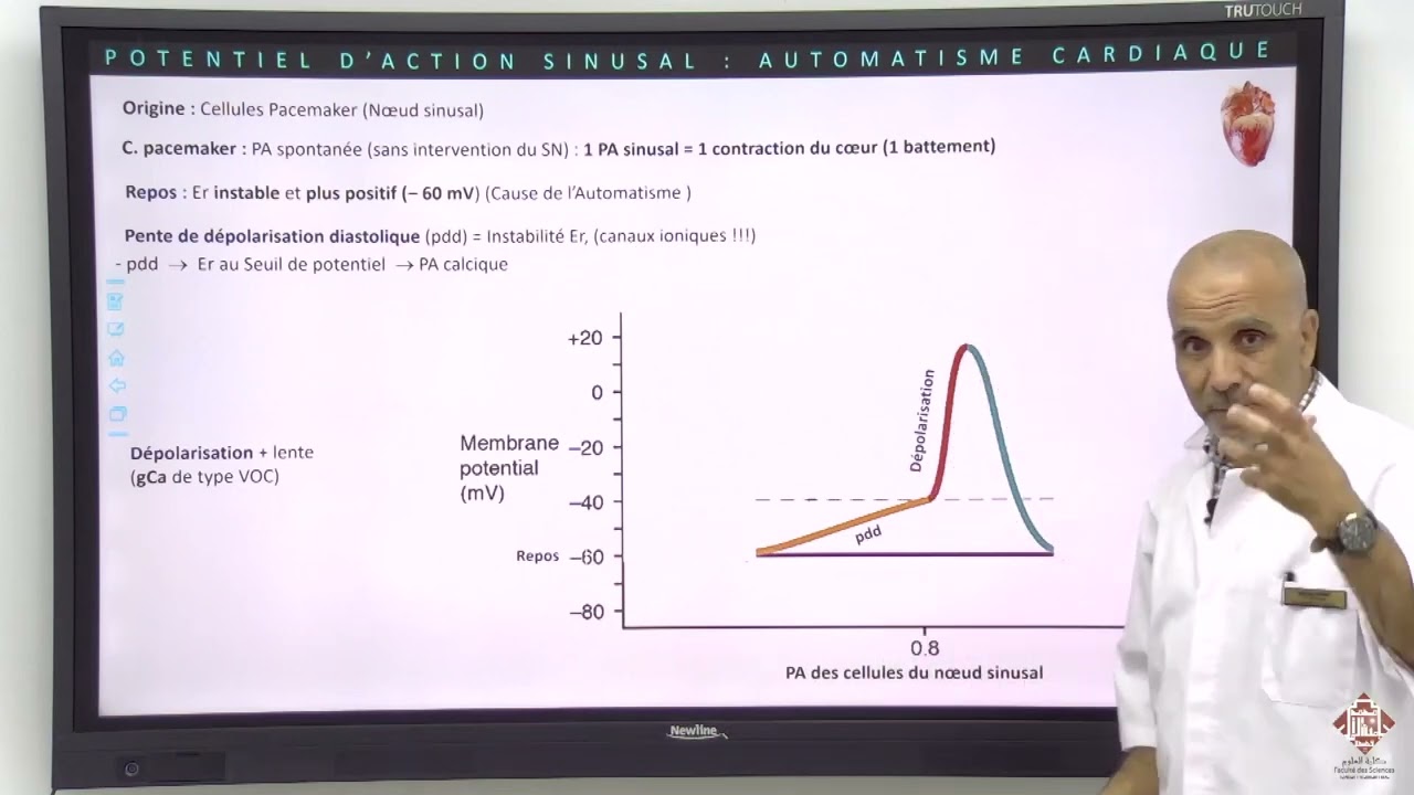 Cours Physiologie Cardiovasculaire Partie 3 Automatisme du Coeur Pr MEKHFI