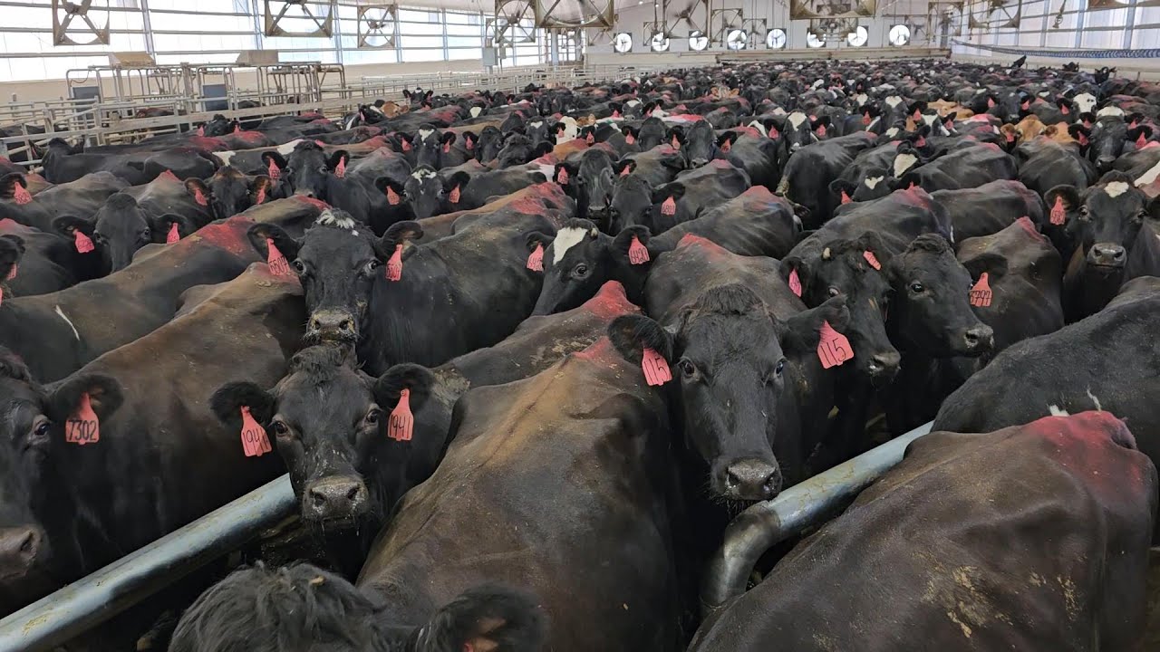 Luís Bett. ordenha 80 mil vacas 3 vezes ao dia 2024 Idaho América