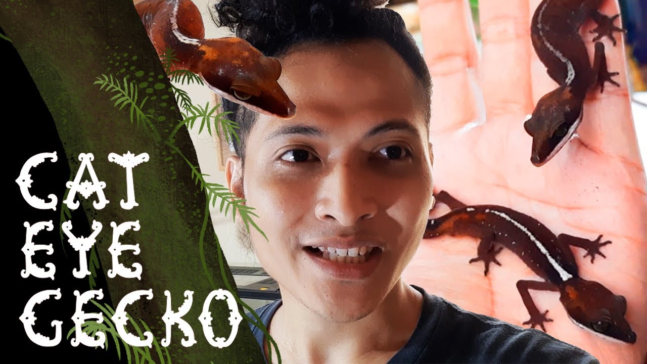 INI TOKEK APA KUCING YA? Ngebahas Spesies Reptil Faforitku, Cat Eye Gecko (with English Subtitle)