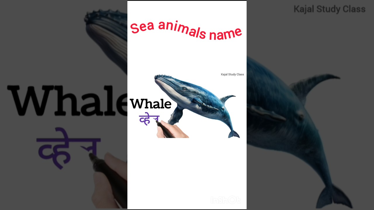 Sea animals name 