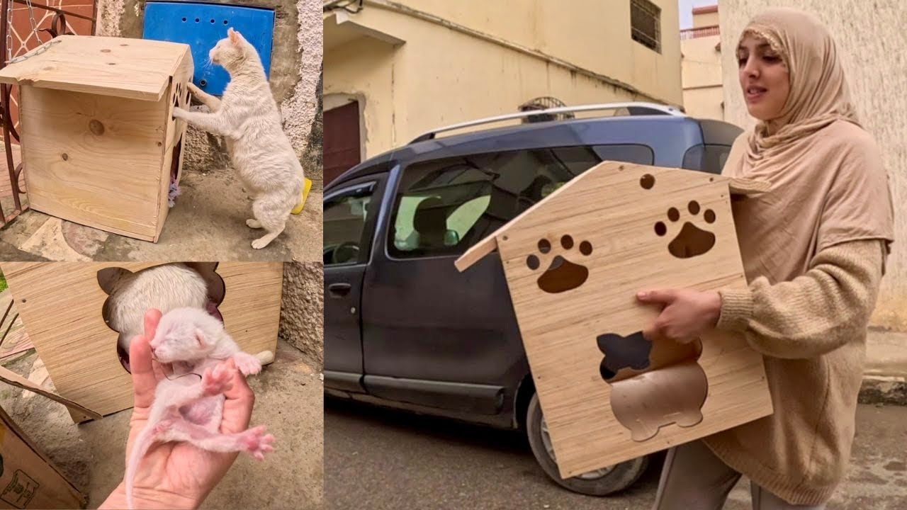 Mama cat couldn't believe she got a wooden house for her kittens.