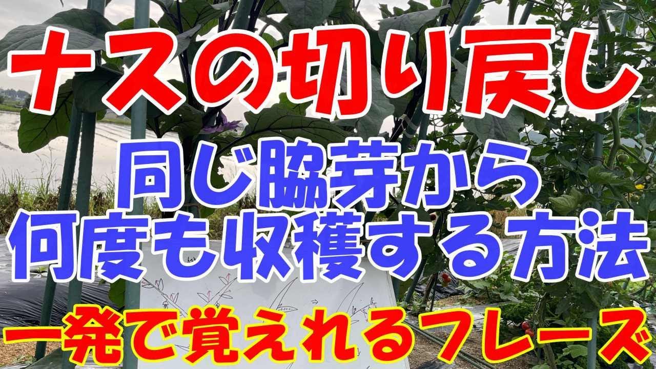 一発でわかるナスの切り戻し。2.3.4本仕立てにしても切り戻しをしないと放任栽培と一緒になりますので