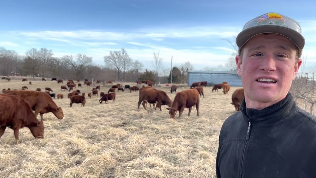 Beautiful winter stockpile being grazed last of February, cow mob is happy.
