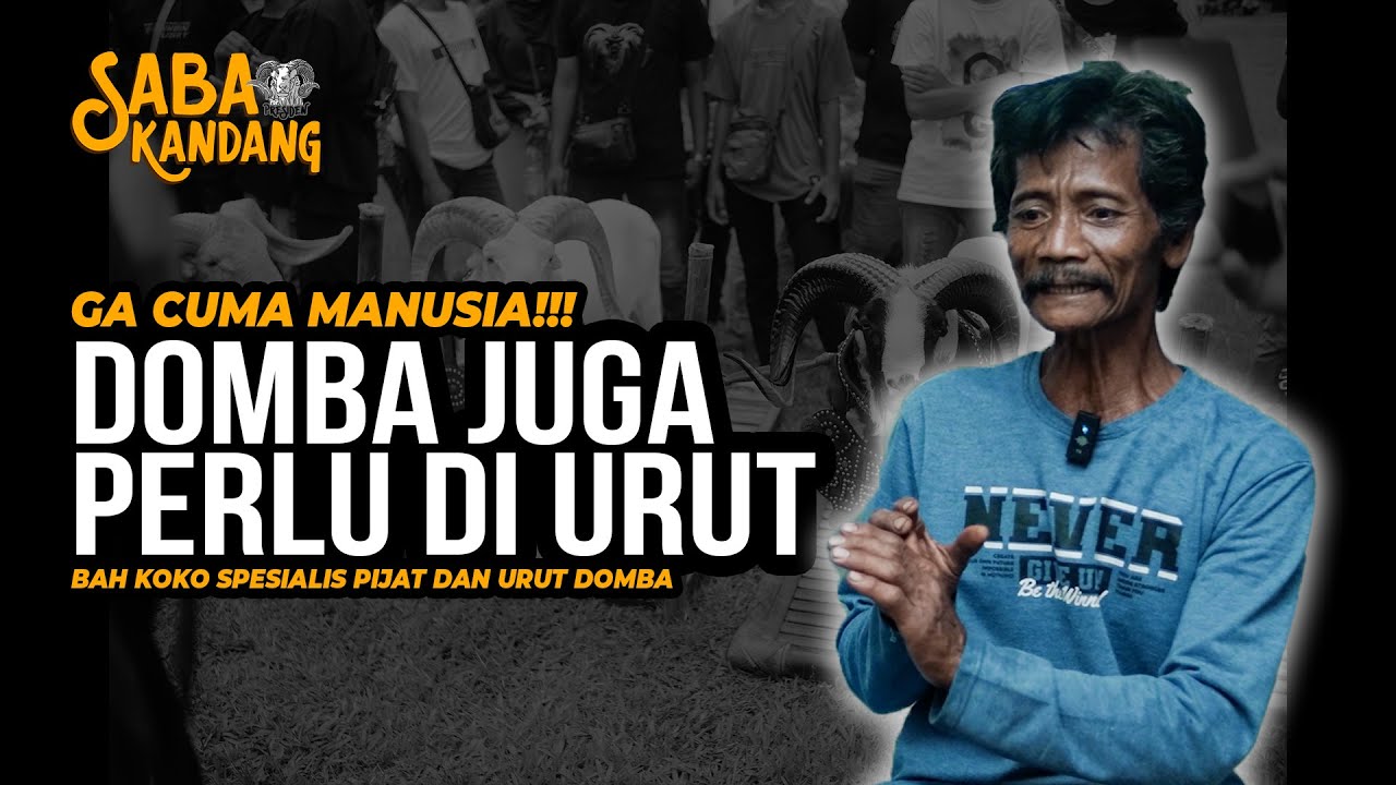 GA CUMA MANUSIA!!! DOMBA JUGA PERLU DI URUT!!! 🔥🔥🔥