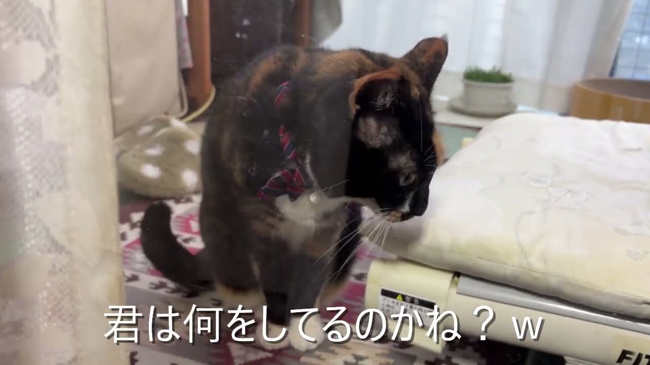 【保護猫1696日目  夕暮れの子猫