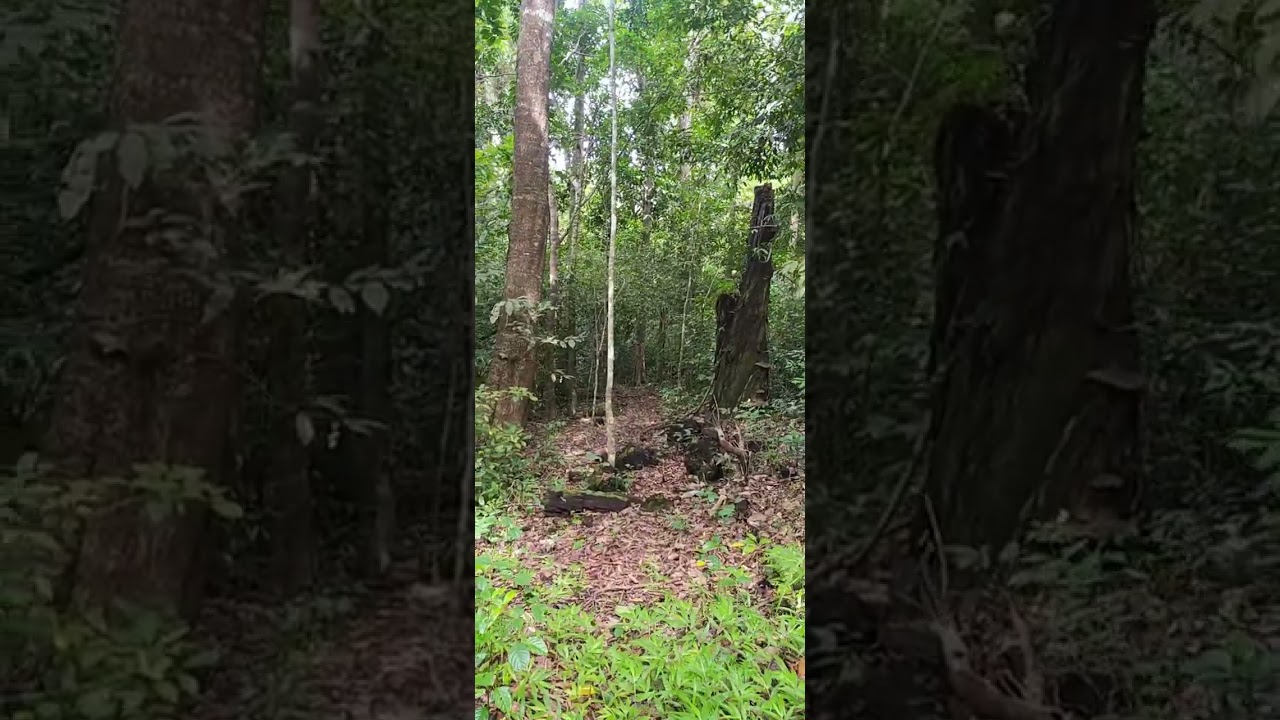 Silent Valley Trekking 🌴| Kerala |  Vacation | One day Trip