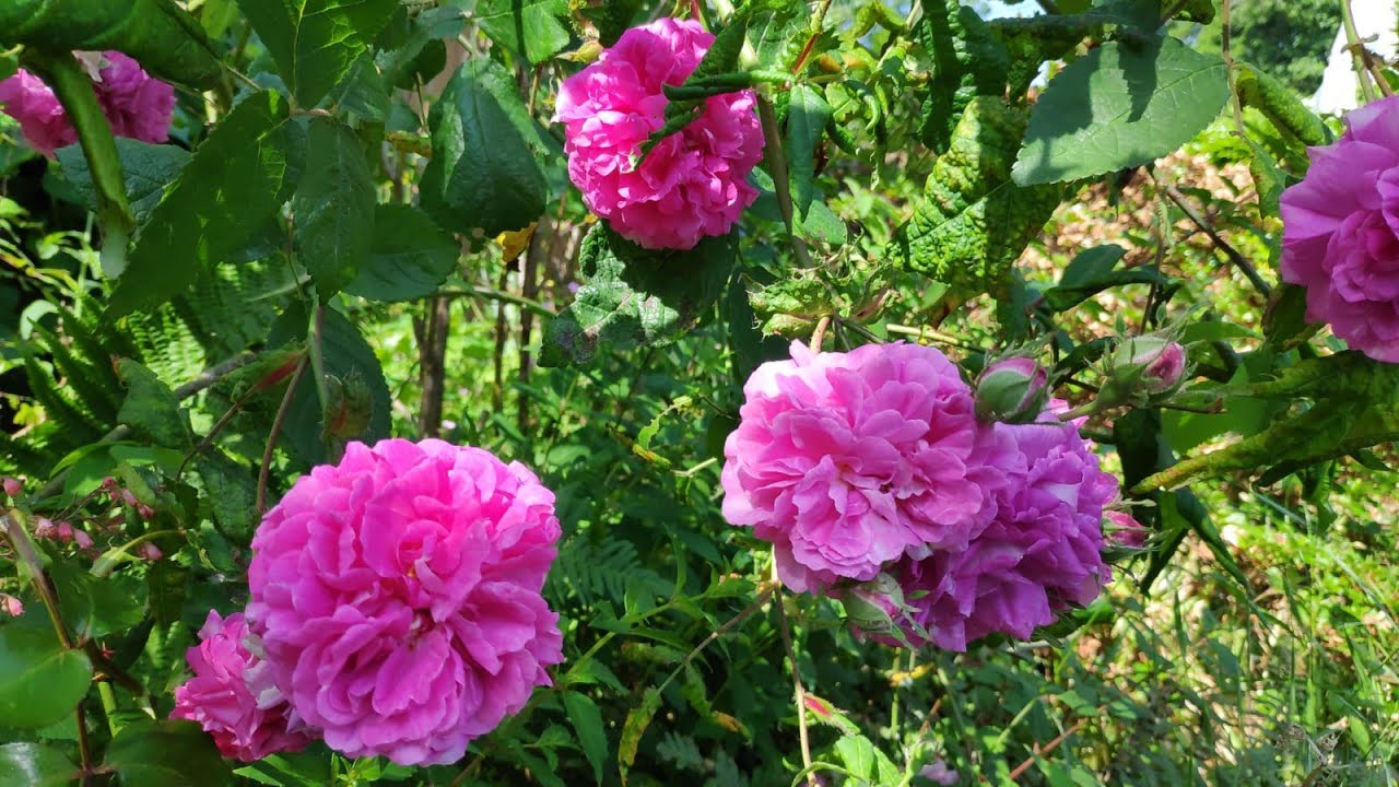 La fleur du bonheur