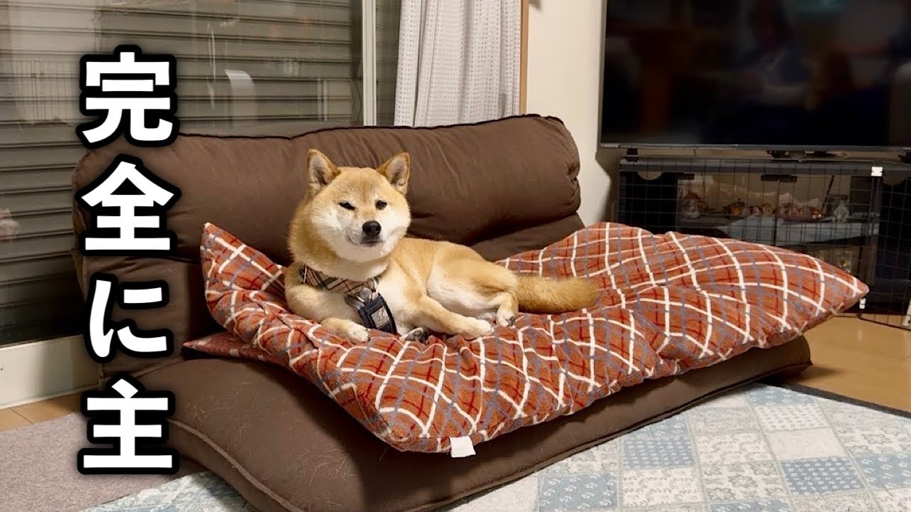 お友だちの家のソファーで家の主人かのような風格で図々しく寛ぐ柴犬