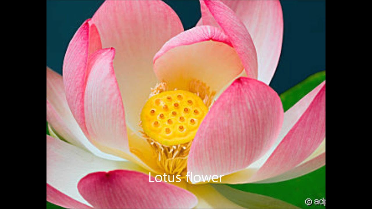 Lotusblume  (Original) - Die Flippers