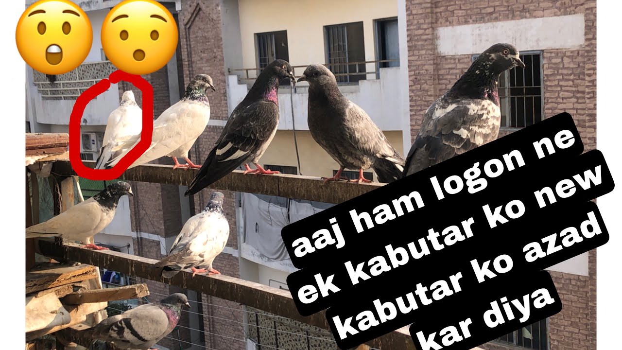 aaj ham logon ne ek kabutar kon new kabutar ko azad kar diya DaimShekari pet house please like 👍