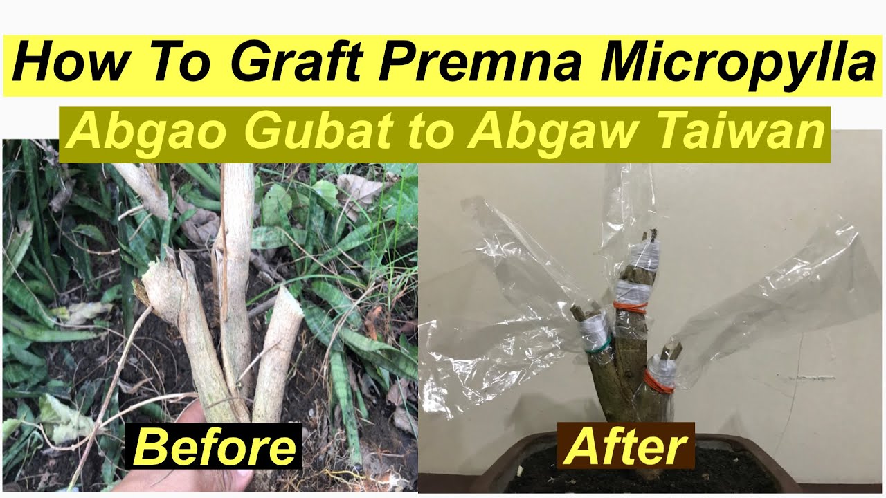 How to Graft Premna Micropylla (Argao Taiwan) to ordinary Premna Variety/Paano mag Graft ng Argao