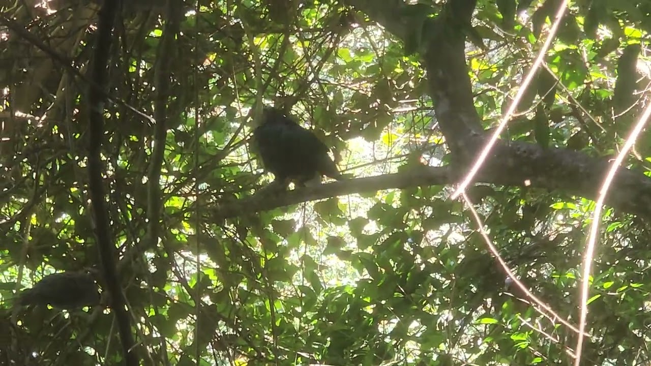 Birds of eden