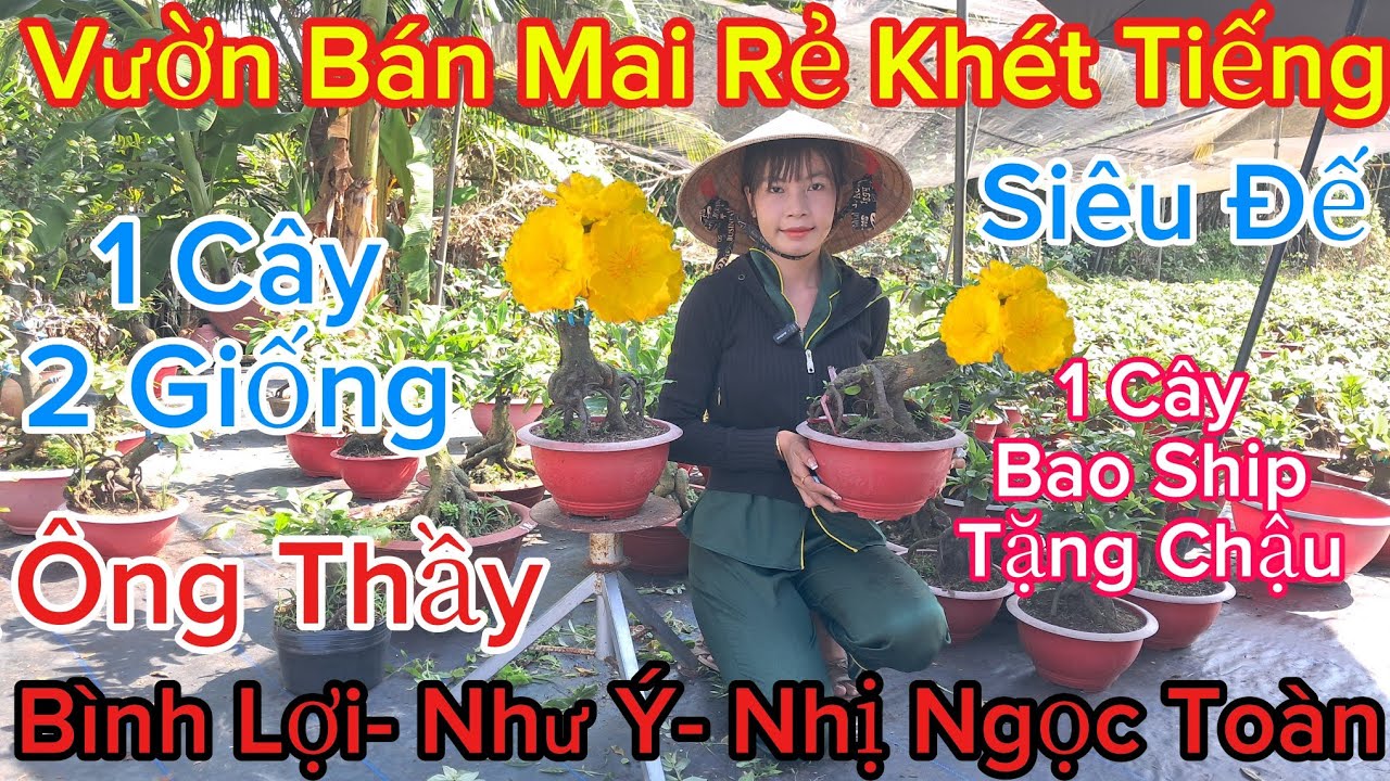 🍀3/3☎️0375242517☎️🌲Mai Vàng Giá Rẻ🌲Giảo Ông Thầy- Bình Lợi- Như Ý- Nhị Ngọc Toàn..🌲