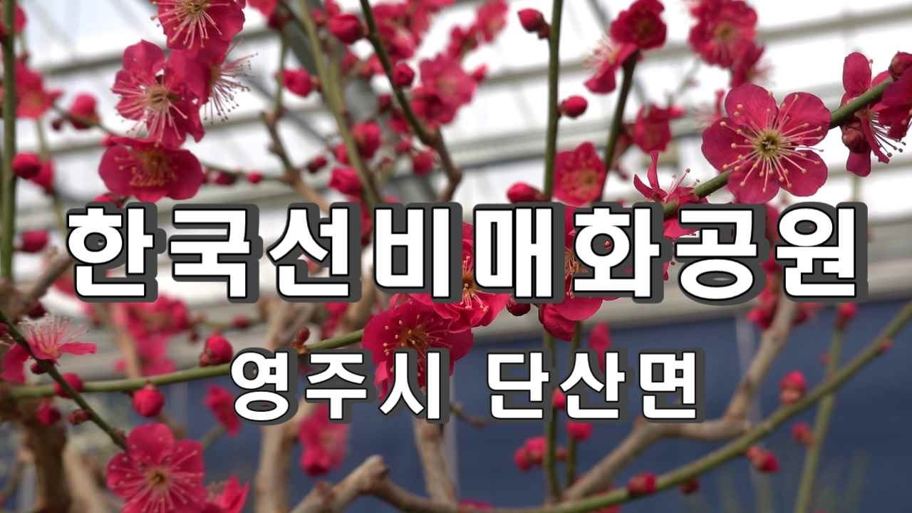 2026 한국선비매화공원