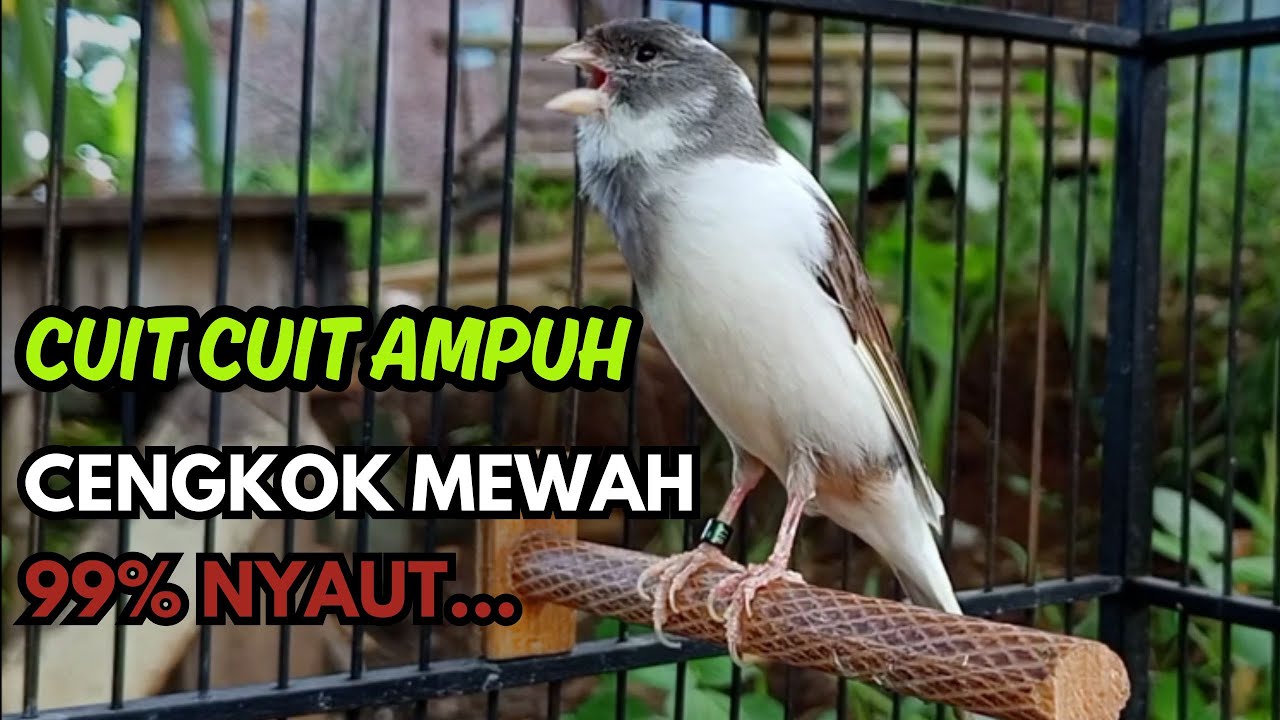 KENARI GACOR  Cuit CUIT BIRAHI SUARA Kenari MASTERAN TERBAIK UNTUK PANCINGAN & MASTERAN Kenari PAUD