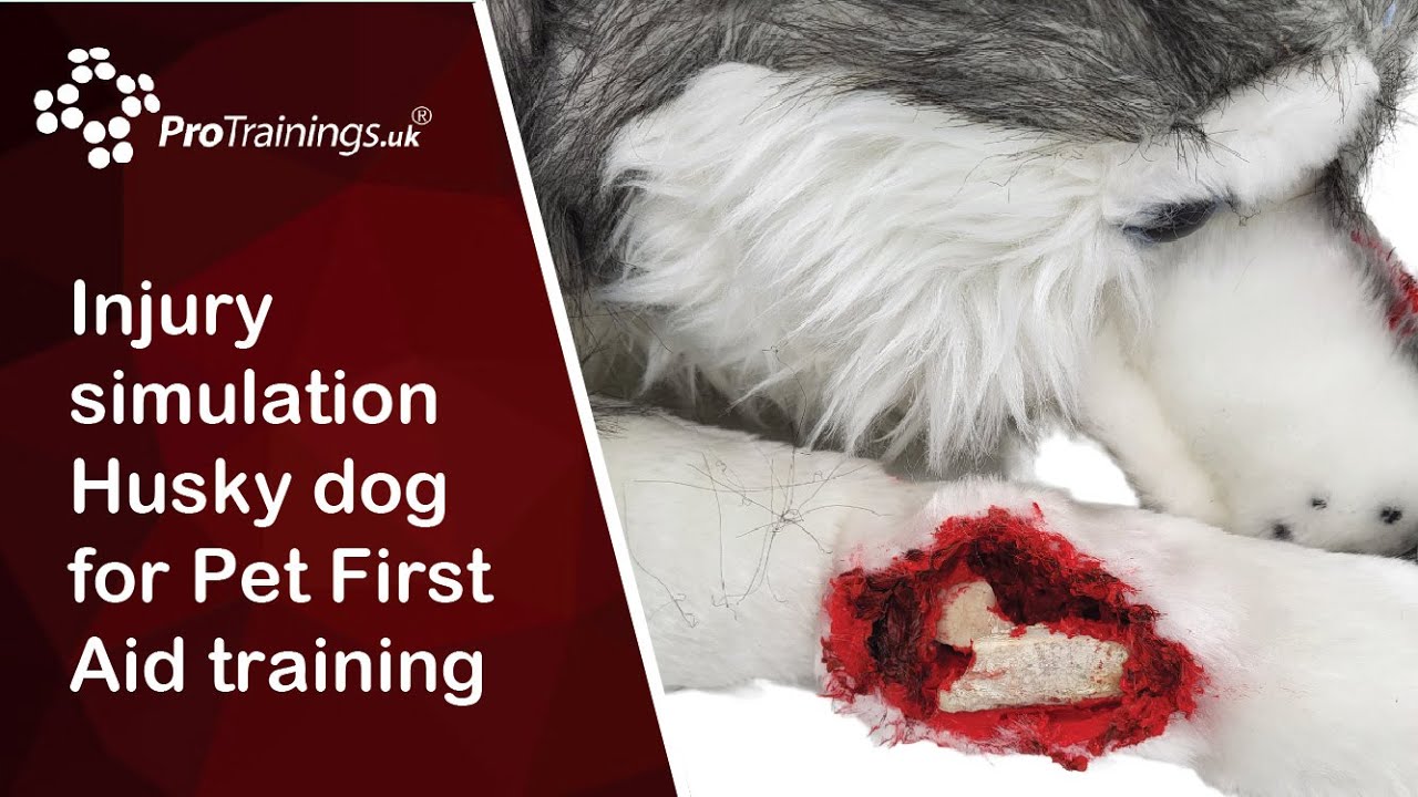 Injury simulation Husky dog for Pet First Aid training