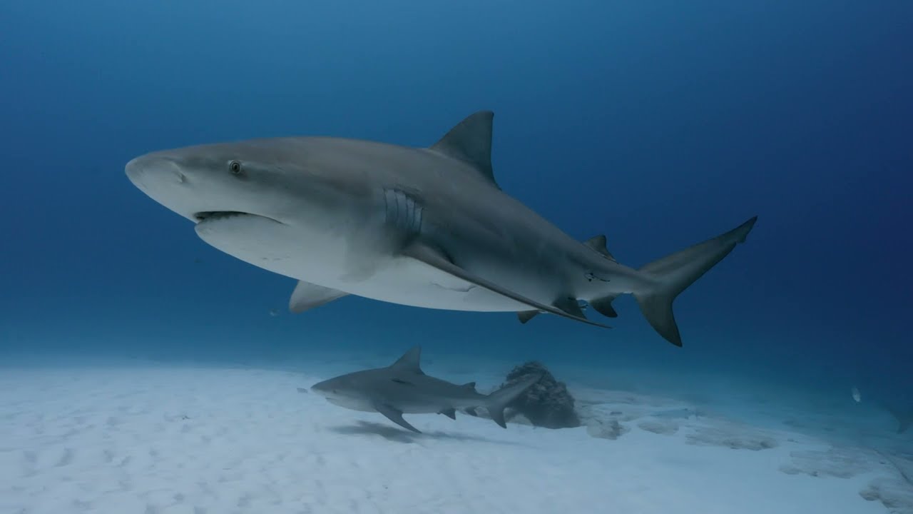 Underwater Camera Showreel 2025
