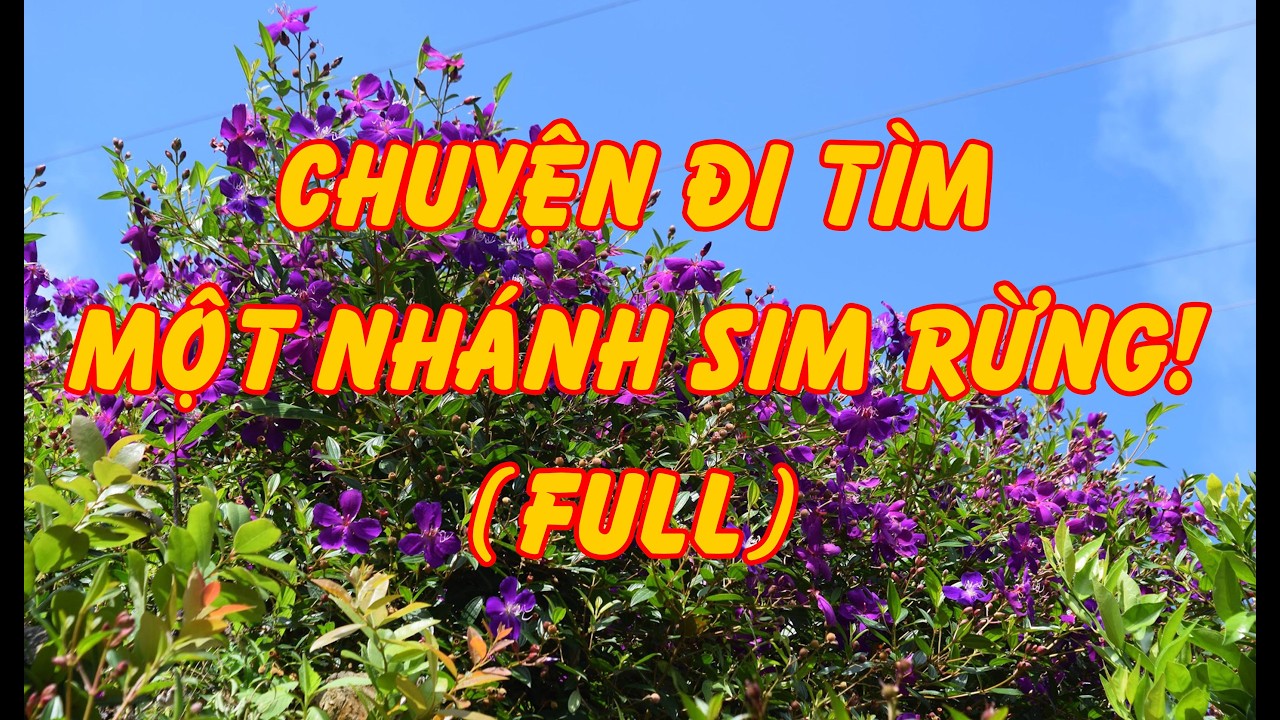 Hồi Ký Miền Nam | Chuyện Đi Tìm Một Nhánh Sim Rừng ! (Full) (Vũ Khuê)