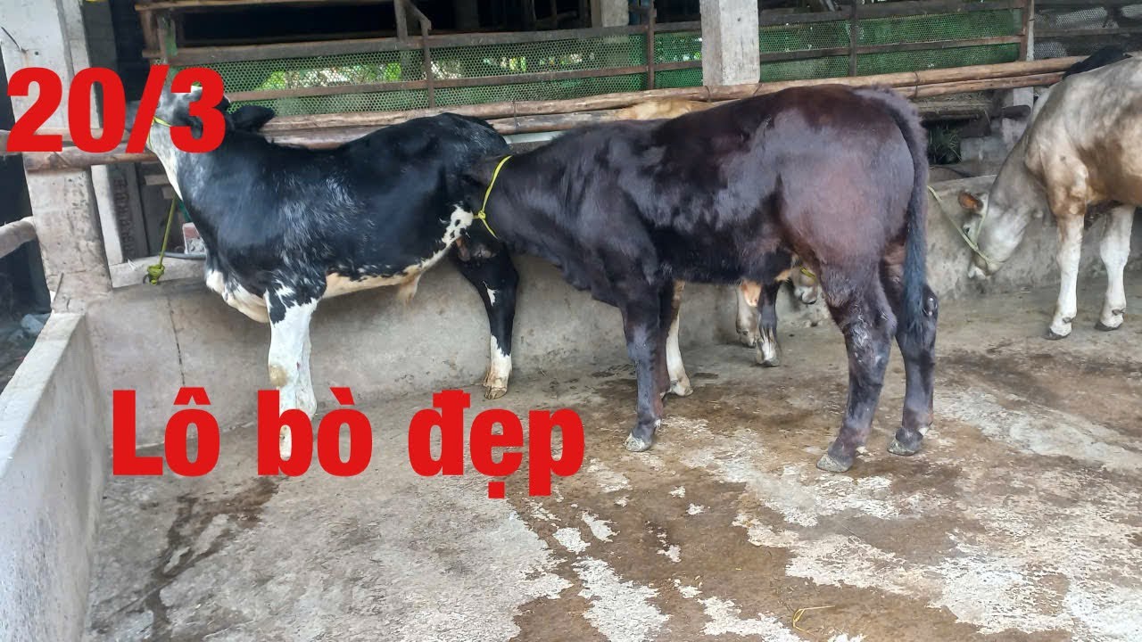 20/3   Tài ba tri báo giá lô bò đực 4 con kính mời bà con ghé xem mua ủng hộ em_chăn nuôi bò miề tây