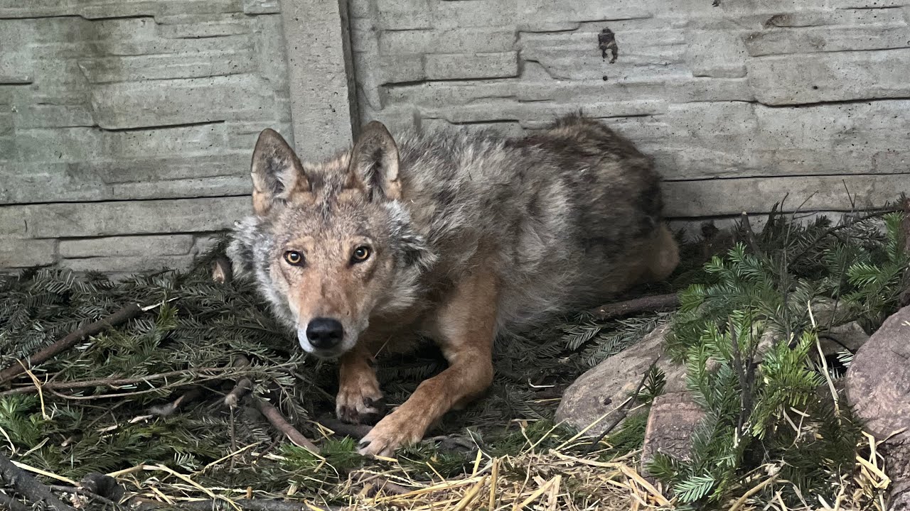 Brzask wrócił na wolność