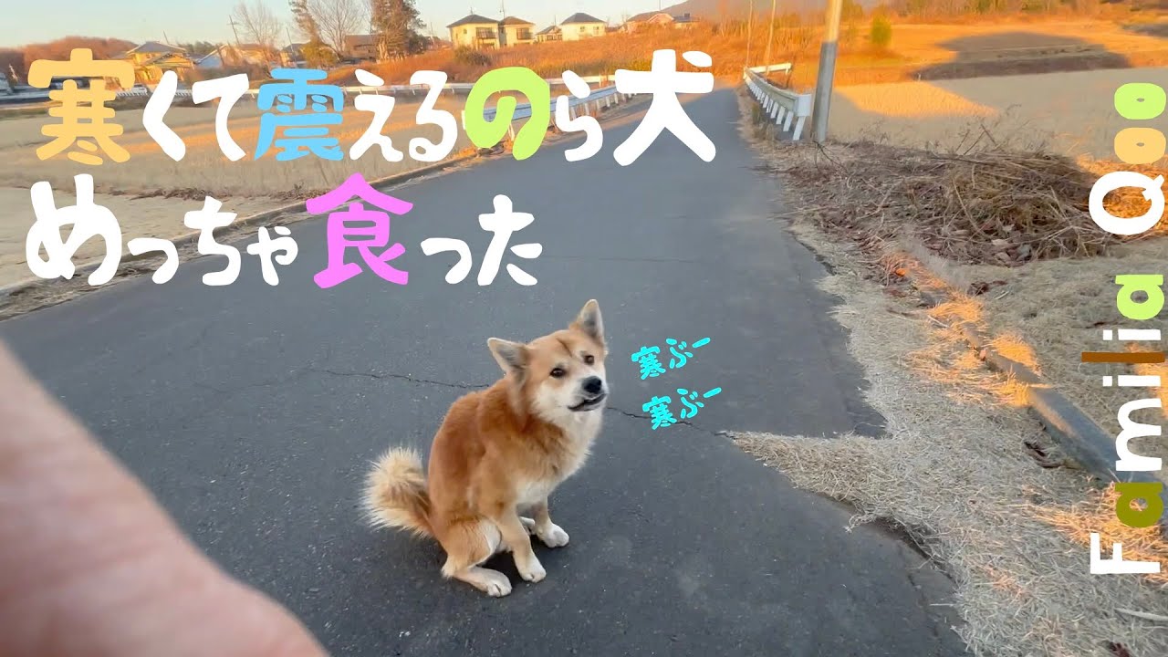 寒くて震えるのら犬、めっちゃ食った【M.ダックスと近所ののら犬】