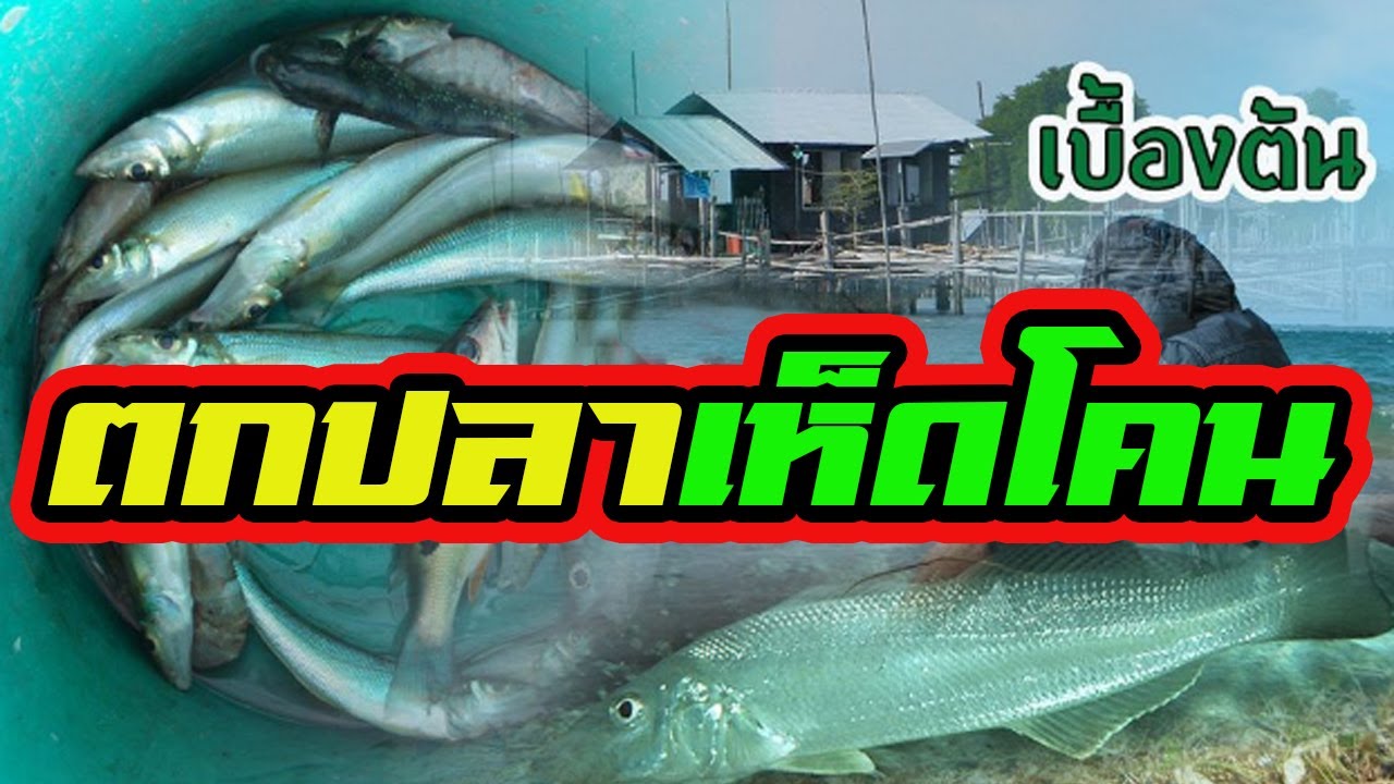 แนวทางเด็ดๆ | ตกปลาเห็ดโคน